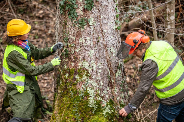 How Our Tree Care Process Works  in  Hunter, TN